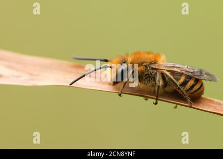 Une jolie abeille Ivy, Colletes hederae, rôdant sur un roseau. Banque D'Images