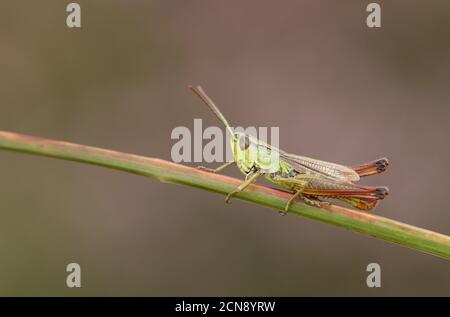 Un joli Meadow Grasshopper, Chorthippus parallélus, qui perce sur l'herbe. Banque D'Images