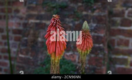 Deux fleurs rouges de poker chaud ou kniphofia dans le jardin clos Banque D'Images