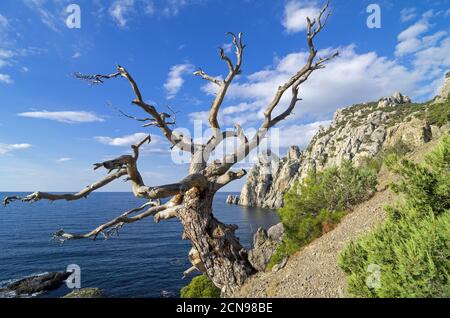 PIN sur la falaise au-dessus de la mer. Banque D'Images