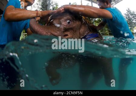 Fah Jam A Five Month Old Baby Elephant Is Pictured In Her Enclosure At The Nong Nooch Tropical Garden In Pattaya Thailand January 5 17 The Baby Elephant Was Injured At Three Months Old