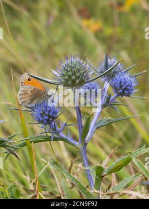 Petit papillon de bruyère, lat Coenonympha pamphilus, sur une belle plante italienne de l'eryngo ou de l'amethyst holly de mer sur la prairie, lat Eryngium améthystinum Banque D'Images