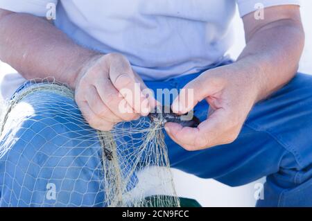 Pêcheur prenant de petits poissons hors du filet, damégoïste ou du chromis méditerranéen, de Dalmatie, Croatie Banque D'Images