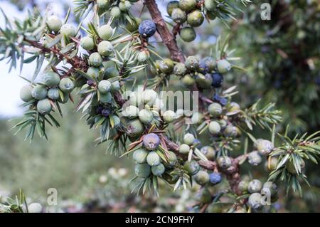 Branche de l'usine de Juniper pleine de baies, Juniperus communis, d'Europe, Croatie Banque D'Images