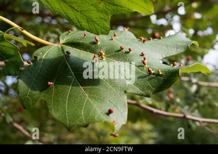 Infestation de l'érable par les acariens de la Galle causant des bosses rouges sur les feuilles; acariens de la Galle d'érable ou eriophyidae Banque D'Images