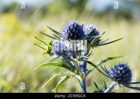 Drôle de cricket vert du Bush, espèce Acrometopa macropoda, sur une belle plante italienne eryngo ou amethyst holly de mer sur la prairie Banque D'Images