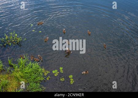 Un troupeau de canards naissent près du rivage avec de l'herbe verte et des feuilles de nénuphars par temps ensoleillé. Banque D'Images