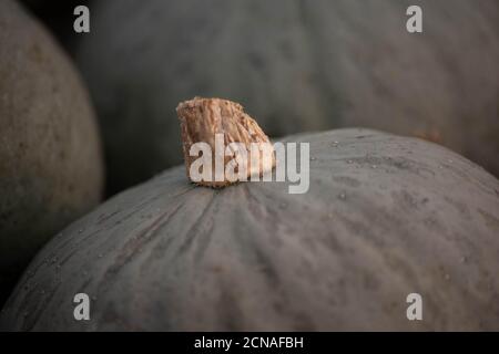 Fraîches dans le champ sur une ferme végétale biologique, les citrouilles vertes sont prêtes pour le marché. Gros plan plein cadre de la texture et de la tige. Mise au point sélective, sh Banque D'Images