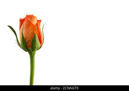 Rose orange isolée sur fond blanc Banque D'Images