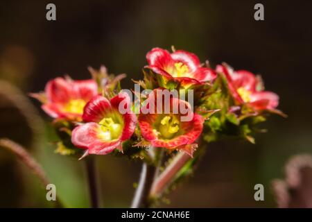 Magnifiques fleurs sauvages rouges sur fond naturel au printemps. Banque D'Images