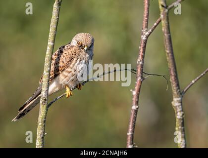 Kestrel assis sur une branche d'arbre avec une tique dans son oeil l'empêchant de chasser correctement dans un bois de Norfolk Banque D'Images