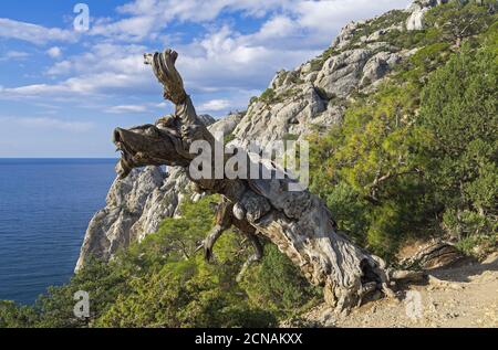 PIN sur la falaise au-dessus de la mer. Banque D'Images