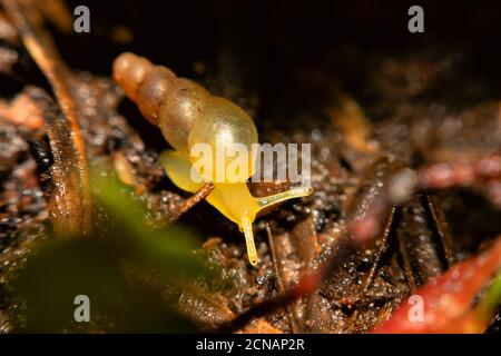 L'escargot se déplace dans l'herbe humide.gros plan de l'escargot pris de la vue latérale.scène de la nature de l'escargot.escargot rampant le long d'un chemin à côté de l'herbe humide. Banque D'Images