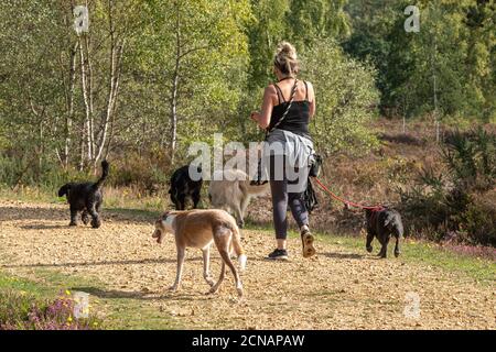 Promeneur professionnel de chiens prenant beaucoup de chiens pour une promenade dans la campagne, Angleterre, Royaume-Uni Banque D'Images