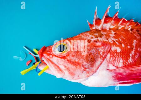 Le poisson rouge (corégone noir), sur fond bleu, mange du plastique et des microplastiques. Concept de pollution des océans. Banque D'Images