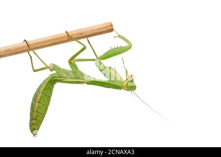 jeune mantis vert assis sur un bâton de bois, insecte isolé sur fond blanc Banque D'Images