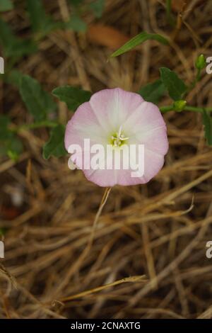 plante de bouleaux, fleur pourpre douce et délicate poussent dans le jardin. Banque D'Images