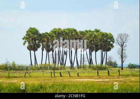 Palmier à sucre dans un champ de riz paddy. Banque D'Images