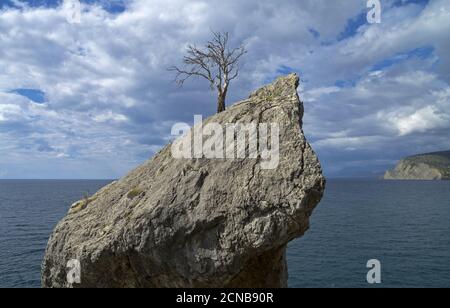 PIN mort sur la falaise au-dessus de la mer. Banque D'Images