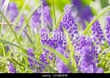 Jacinthe de raisin bleu, fleurs de Muscari armeniacum dans le lit à fleurs Banque D'Images