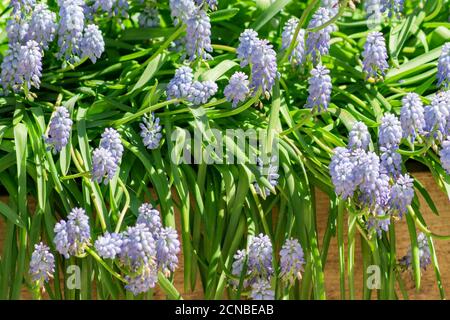 Jacinthe de raisin bleu, fleurs Muscari armeniacum dans une boîte en bois Banque D'Images