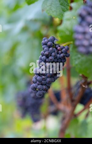 Raisins sur les vignobles le long de la route des vins rouges dans la vallée de l'Ahr, en Allemagne Banque D'Images