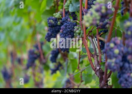 Raisins sur les vignobles le long de la route des vins rouges dans la vallée de l'Ahr, en Allemagne Banque D'Images