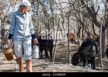 femme travaillant en milieu rural qui traite les vaches Banque D'Images