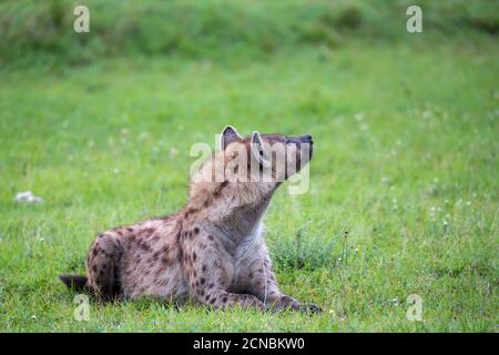 Une hyène est située dans l'herbe de la savane Au Kenya Banque D'Images