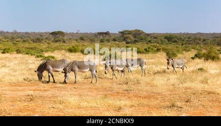 Grand troupeau de zèbres broutant dans la savane du Kenya Banque D'Images