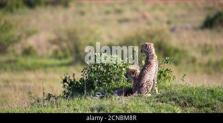 Une mère guépard avec deux enfants dans la savane kenyane Banque D'Images