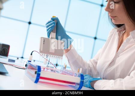 Le chargement des échantillons et l'exécution d'une électrophorèse sur gel d'agarose pour l'électrophorèse sur gel, est la procédure de la séparation de l'ADN Banque D'Images