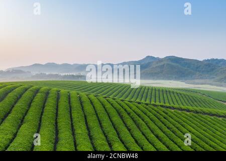 plantation de thé en début de matinée Banque D'Images