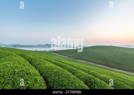 plantation de thé avec brume au lever du soleil Banque D'Images