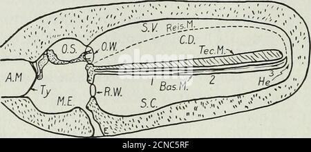 . La revue technique du système Bell . ified comme il a été pensé que la propriété résonnante pourrait résider dans l'une des membranes de la cochlée. * Voir l'article de Wegel et Lane bientôt à être publié dans le ReviewPhysical intitulé le masquage auditif d'un Pure Tone par un autre et sa relation à la dynamique de l'oreille interne. 166 BELL SYSTEM TECHNICAL JOURNAL dans la théorie du téléphone, comme l'ont expliqué Voltalini, Rutherford, Waller et d'autres, on suppose que la membrane basilaire vibre dans son ensemble comme le diaphragme d'un récepteur téléphonique, et répond de façon conse-quente à toutes les fréquences avec variant d Banque D'Images