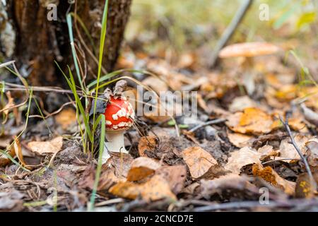 La mouche des champignons toxique agaric pousse parmi l'herbe et les feuilles dans la forêt d'automne. Amanita muscaria Banque D'Images