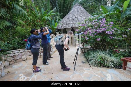 CAYO DISTRICT, BELIZE - 21 mai 2019 : plusieurs invités prennent part à une visite d'observation des oiseaux offerte par Caves Branch Jungle Lodge où les guides indiquent les oiseaux Banque D'Images