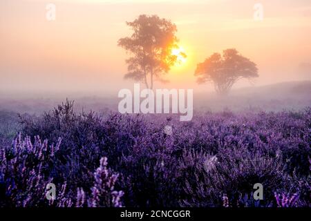 Bruyère en fleur aux pays-Bas, soleil foggy lever du soleil sur les collines roses pourpres au parc Westerheid pays-Bas, chaleur en fleur Banque D'Images