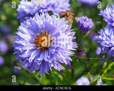 Gros plan d'une belle fleur d'aster bleu, variété Aster novi-belgii Marie Ballard Banque D'Images