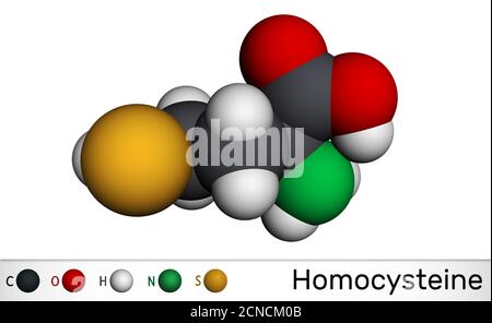 Molécule de biomarqueur d'homocystéine. Il s'agit d'un acide aminé non protéinogène contenant du soufre. Modèle moléculaire. Rendu 3D Banque D'Images