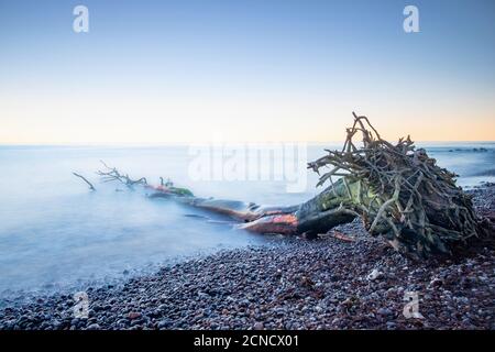 La racine de l'arbre se trouve près de la rive contre le rivage Banque D'Images