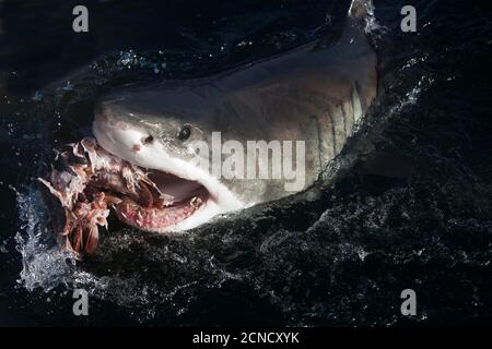 Le grand requin blanc, Carcharodon carcharias, adulte qui les thons, False Bay en Afrique du Sud Banque D'Images