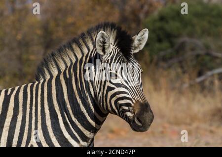 Zèbre (Equus quagga burchellii) portrait de la tête en gros plan sur un arrière-plan bokeh de couleurs d'automne En Afrique du Sud Banque D'Images