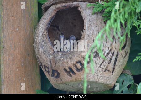 Souris de champ (Apodemus sylvaticus) dans une maison d'oiseau. Yorkshire du Nord Banque D'Images
