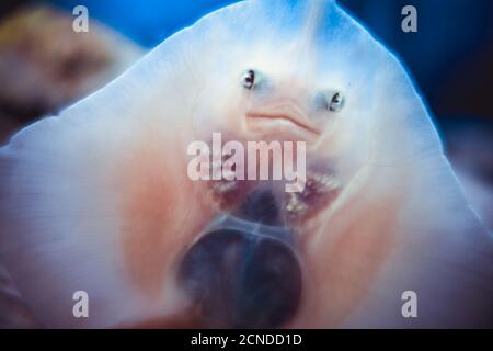 Vue de dessous rapprochée du visage de poisson de bébé Banque D'Images