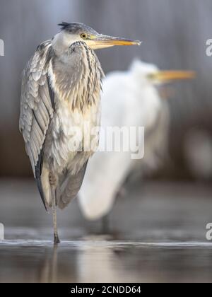 Chasse au héron gris (Ardea cinerea) et au Grand Egret blanc (Ardea alba) au lac CSAJ, parc national de Kiskunsagi, Pusztaszer, Hongrie. Février. Il alimente Banque D'Images