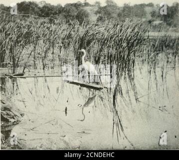 . Minerai d'oiseau . AX ORMOND (FLA.) BLUE JAY.Two Blue Jay Photographs par George Shira, 3d [la dernière photographie faite par M. Shira avant de quitter sa maison d'été à Mar-quette, Michigan, en octobre 1916, était d'un geai bleu à son stand d'alimentation sous les thebalsams. La première photo qu'il a faite après avoir atteint sa maison d'hiver à Ormond, en Floride, était un geai bleu à son stand de nourrissage sous les palmiers de chou. Le geai bleu n'est migrateur que dans une mesure limitée au nord du Hmit de son aire de répartition, et cet incident illustre sa large répartition et les conditions étonnamment différentes sous lesquelles l'espèce vit Banque D'Images