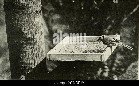 . Minerai d'oiseau . A MARQUETTE (MICH.) BLEU JAV. AX ORMOND (FLA.) BLUE JAY.Two Blue Jay Photographs par George Shira, 3d [la dernière photographie faite par M. Shira avant de quitter sa maison d'été à Mar-quette, Michigan, en octobre 1916, était d'un geai bleu à son stand d'alimentation sous les thebalsams. La première photo qu'il a faite après avoir atteint sa maison d'hiver à Ormond, en Floride, était un geai bleu à son stand de nourrissage sous les palmiers de chou. Le geai bleu n'est migrateur que dans une mesure limitée au nord de l'Hmit de son aire de répartition, et cet incident illustre sa large répartition et la conditio étonnamment différente Banque D'Images