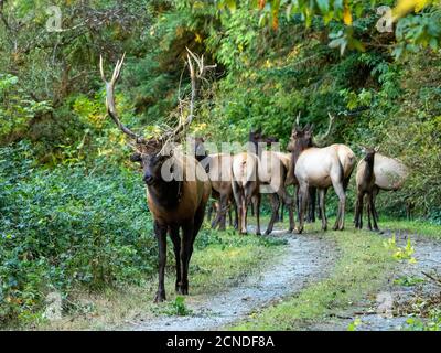 Ork de Roosevelt (Cervus canadensis roevelti), en rout près de l'autoroute 101, Californie, États-Unis d'Amérique Banque D'Images