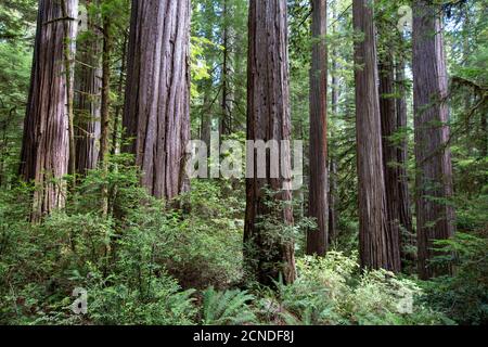 Parmi les séquoias géants sur le sentier de l'arbre de scout de Boy Scout dans le parc national Jedediah Smith Redwoods, Californie, États-Unis d'Amérique Banque D'Images